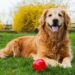 Golden Retrievers
