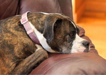 Dogs Separation Anxiety