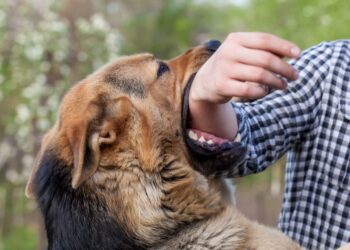 Your Dog Has Bitten Someone