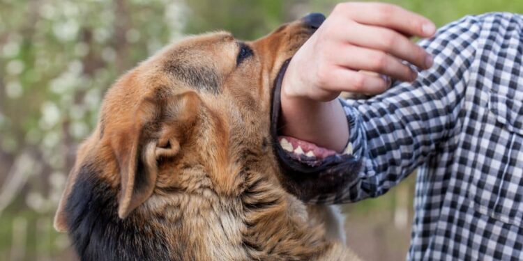 Your Dog Has Bitten Someone