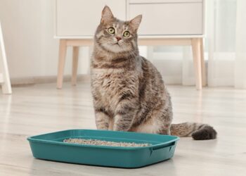 Cat's Litter Box