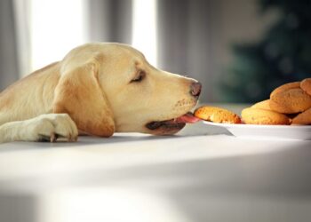 Your Dog Has a Balanced Diet