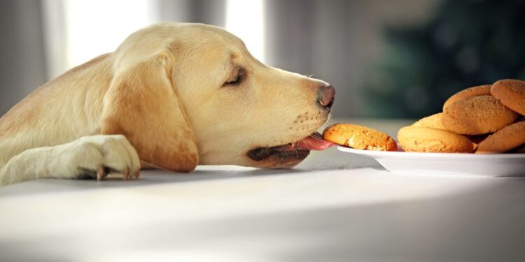 Your Dog Has a Balanced Diet