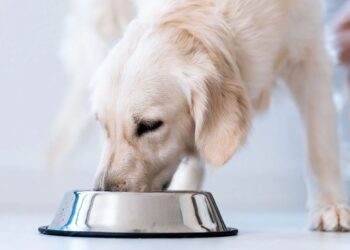 Human-Grade Pet Food