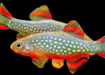 Galaxy Rasbora with a close view