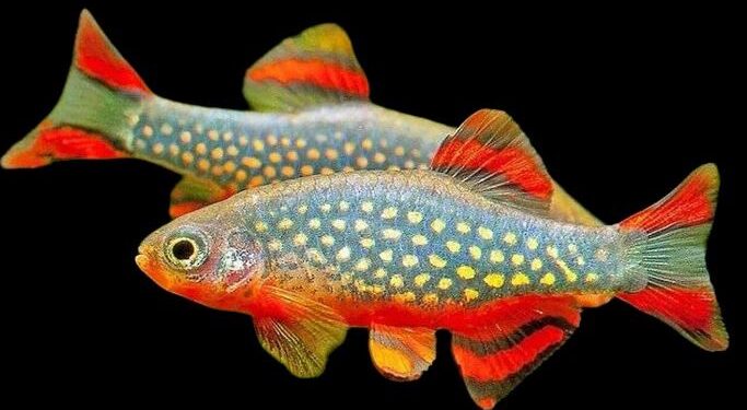 Galaxy Rasbora with a close view
