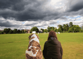 Senior Dog Healthy and Active