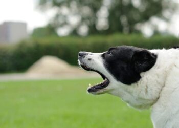 The Dog Savant Approach