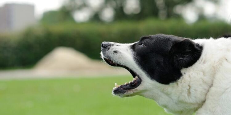 The Dog Savant Approach