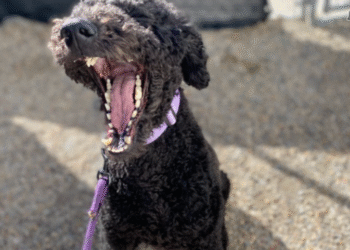 Dog aggression in Salt Lake City