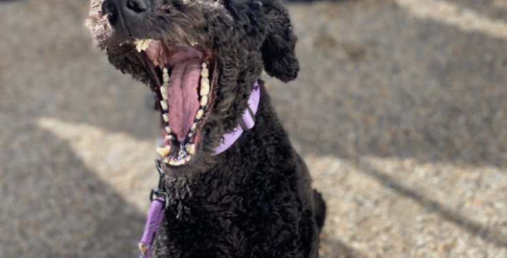 Dog aggression in Salt Lake City