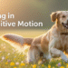 Healing in Paw-sitive Motion