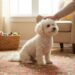 Bichon Frise Dog Guide: Puppies, Price and Availability