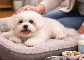 What Do Bichon Frise Usually Die From Age, Growth and Care Facts