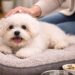 What Do Bichon Frise Usually Die From Age, Growth and Care Facts