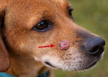 Cancerous Warts on Dogs Early Detection, Appearance and Owner Awareness