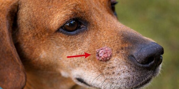 Cancerous Warts on Dogs Early Detection, Appearance and Owner Awareness