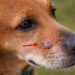 Cancerous Warts on Dogs Early Detection, Appearance and Owner Awareness