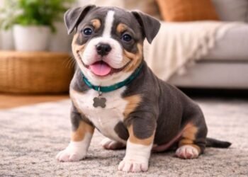 Pocket Bully Puppy Information Growth, Personality and Care