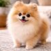 Teacup Pomeranian Facts Appearance, Behavior and Daily Care